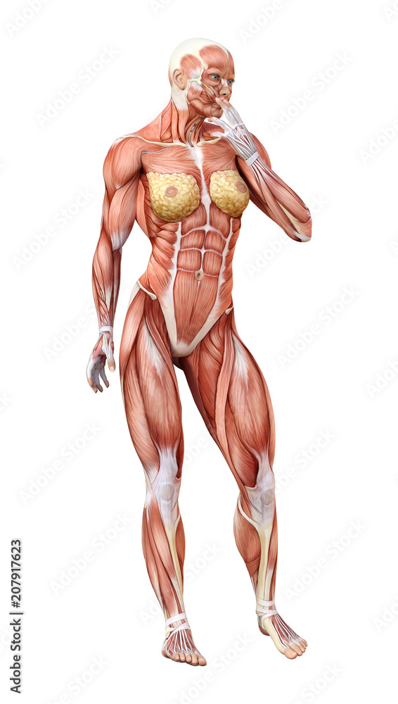 3D Rendering Female Anatomy Figure on White 3D Rendering Female Anatomy Figure on White