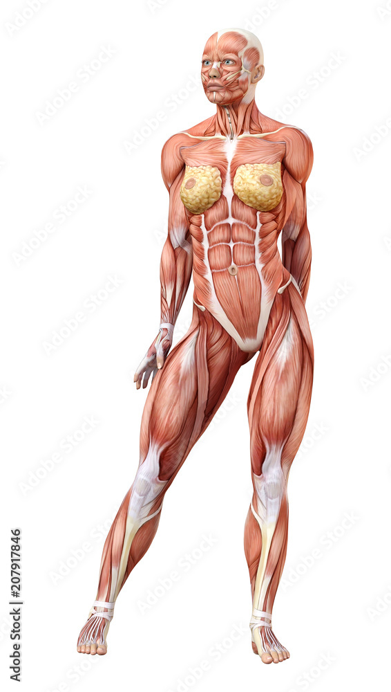 3D Rendering Female Anatomy Figure on White 3D Rendering Female Anatomy Figure on White