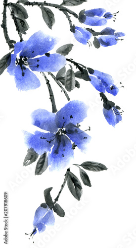 Fototapeta Naklejka Na Ścianę i Meble -  Watercolor and ink illustration of branch with blue flowers. Sumi-e, u-sin painting. Set on white background.