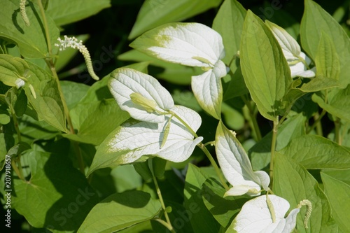 Saururus chinensis (Chinese lizard's tail) photo