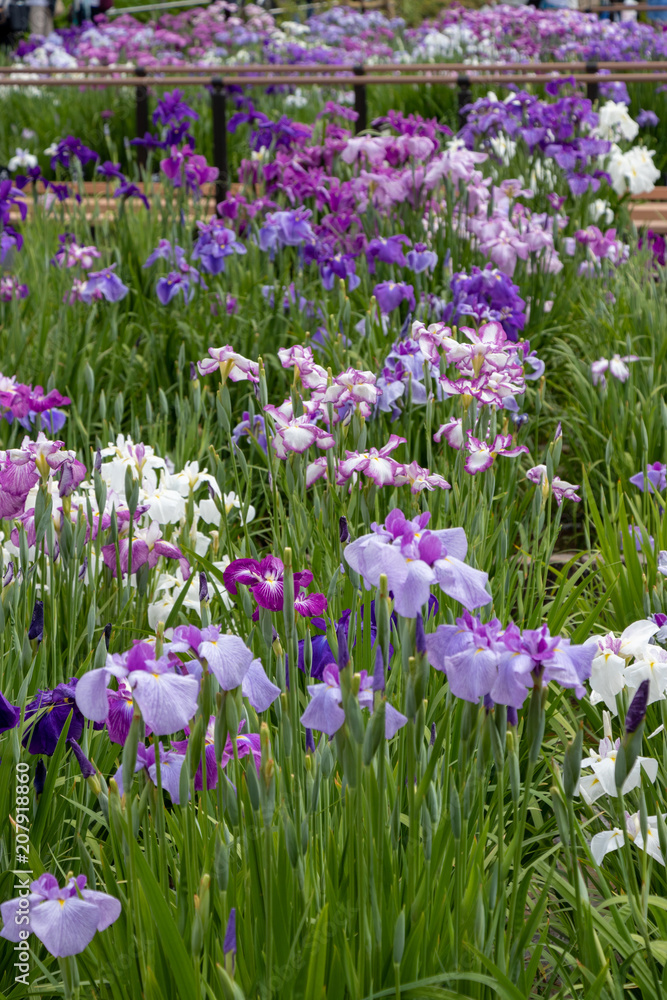 Irises in Horikiri iris garden / Horikiri iris garden is a garden free of admission fee located in Katsushika Ward, Tokyo, Japan