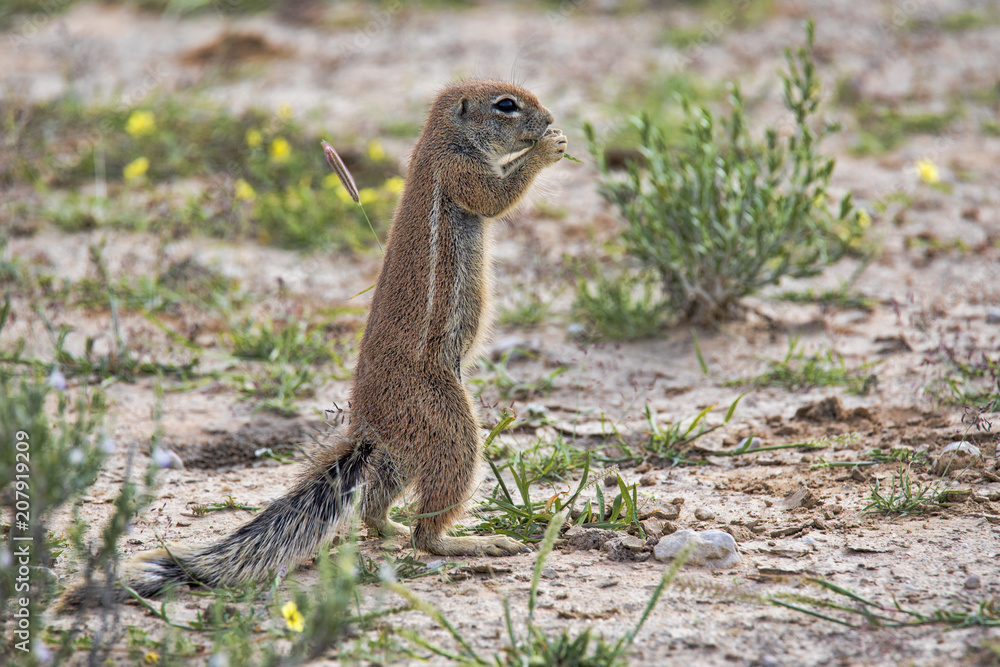 Fototapeta premium Striped Ground Squirrel, Xerus erythropus on the blooming desert of Kalahari, South Africa