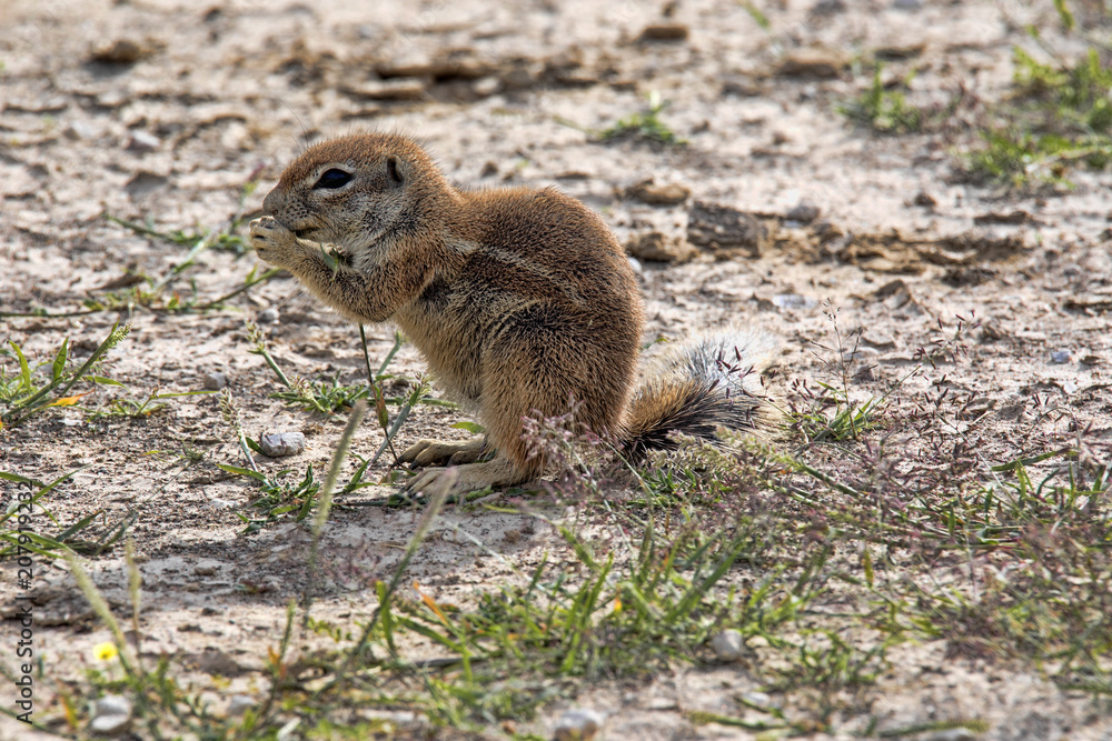 Striped Ground Squirrel, Xerus erythropus on the blooming desert of Kalahari, South Africa Striped Ground Squirrel, Xerus erythropus on the blooming desert of Kalahari, South Africa