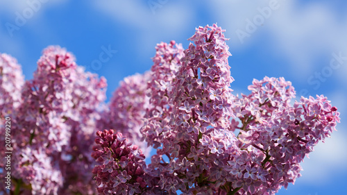 Branch of blossoming lilac isolated on blue sky.