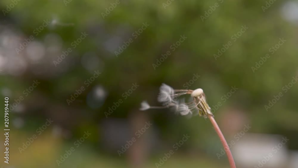 SLOW MOTION, CLOSE UP, DOF, COPY SPACE: Cinematic shot of soft white dandelion blossom getting blown away into the spring nature. Summer winds sweep the blowball seeds across the tranquil countryside. SLOW MOTION, CLOSE UP, DOF, COPY SPACE: Cinematic shot of soft white dandelion blossom getting blown away into the spring nature. Summer winds sweep the blowball seeds across the tranquil countryside.