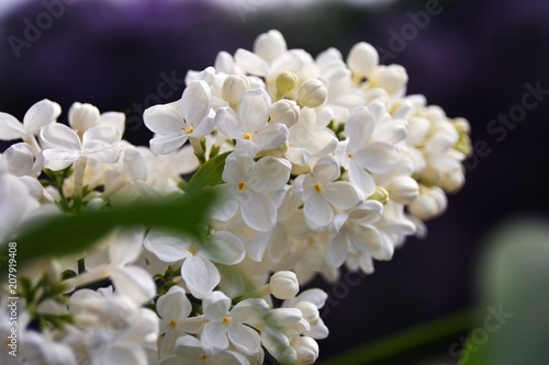 Lilacs garden in Moscow. Blooming lilac trees. Color photo.