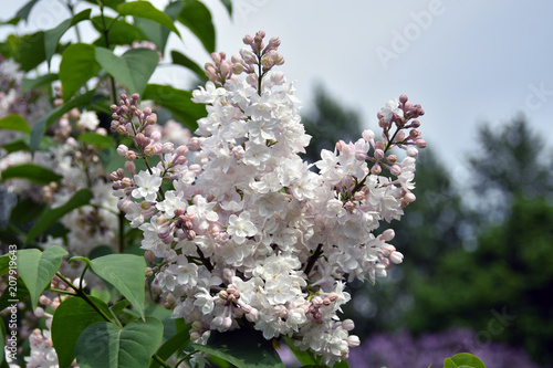 Lilacs garden in Moscow. Blooming lilac trees. Color photo. photo