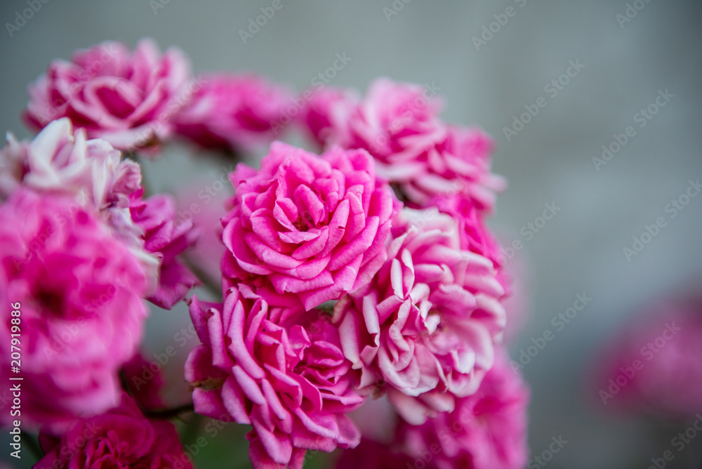 Romantic bunch of wild pink roses