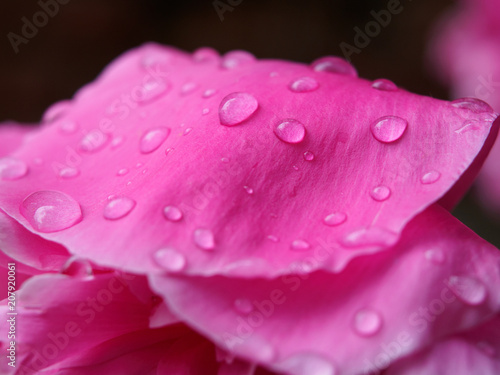 Beautiful rain droplets on petal of peony flower. Macro view.