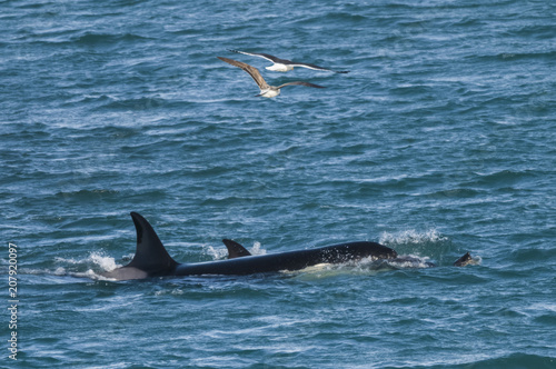 Orca attacking sea lions  Patagonia Argentina