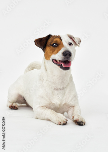 Jack Russell Terrier looks on white background © Happy monkey