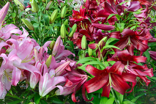 Beautiful garden lilies
