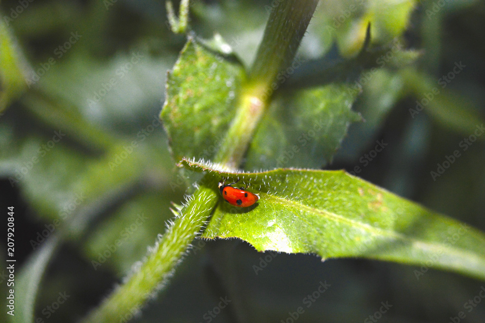 Obraz premium the ladybug is hiding in a leaf