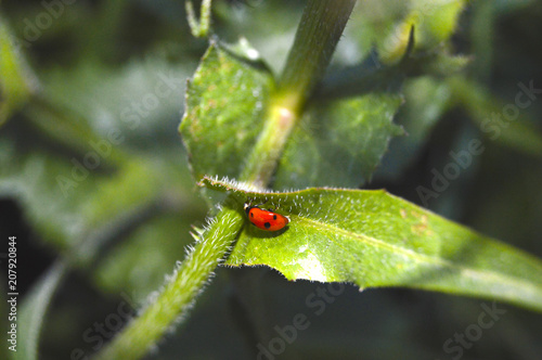 the ladybug is hiding in a leaf © Максим Мачкасин