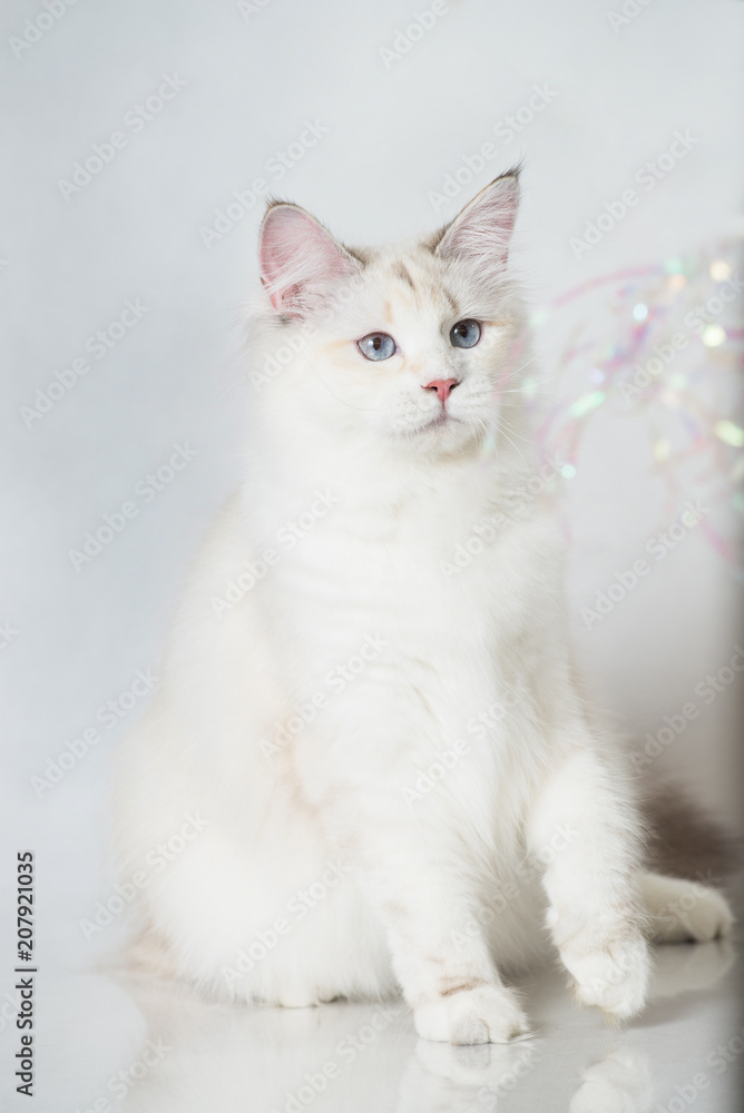 Beautiful Siberian tabby point cat with blue eyes on a white studio background