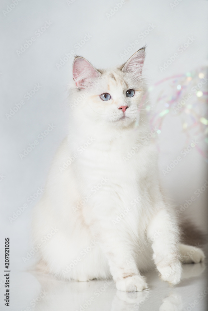 Beautiful Siberian tabby point cat with blue eyes on a white studio background Beautiful Siberian tabby point cat with blue eyes on a white studio background