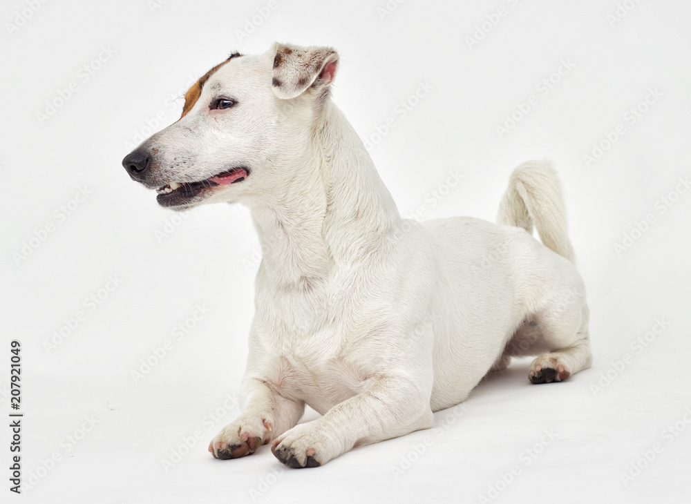 Jack Russell Terrier looks on white background