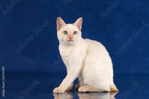 Playful Blue eyed Cat of Breed Mekong Bobtail on blue studio background