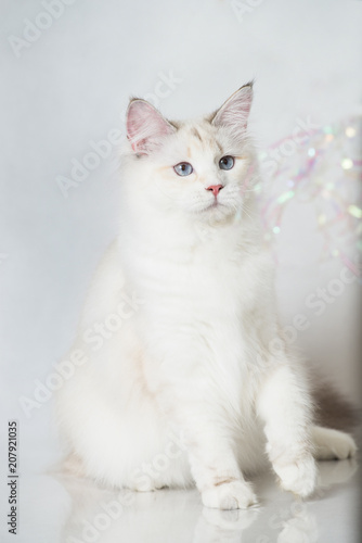 Beautiful Siberian tabby point cat with blue eyes on a white studio background