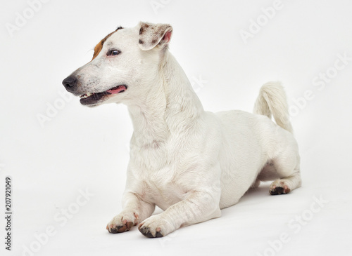Jack Russell Terrier looks on white background