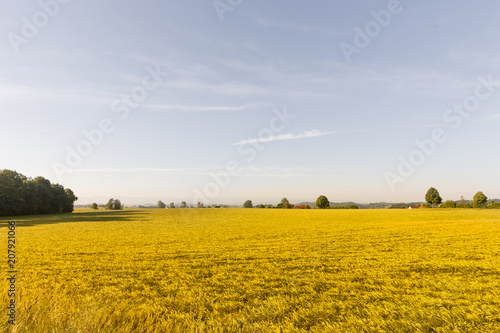 Kornfeld