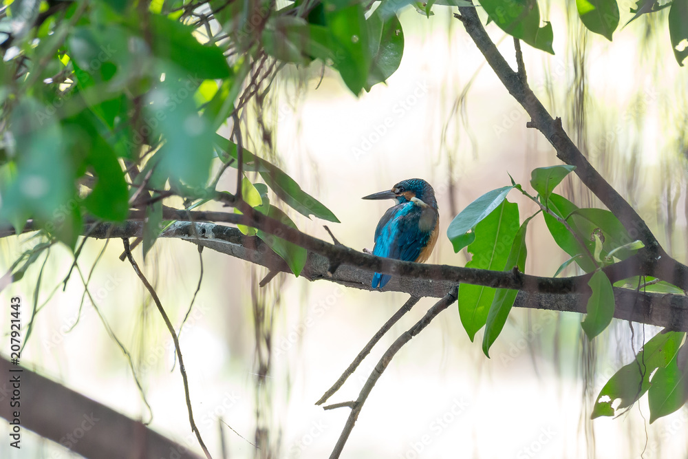 Common Kingfisher in Bangkok,Thailand Common Kingfisher in Bangkok,Thailand