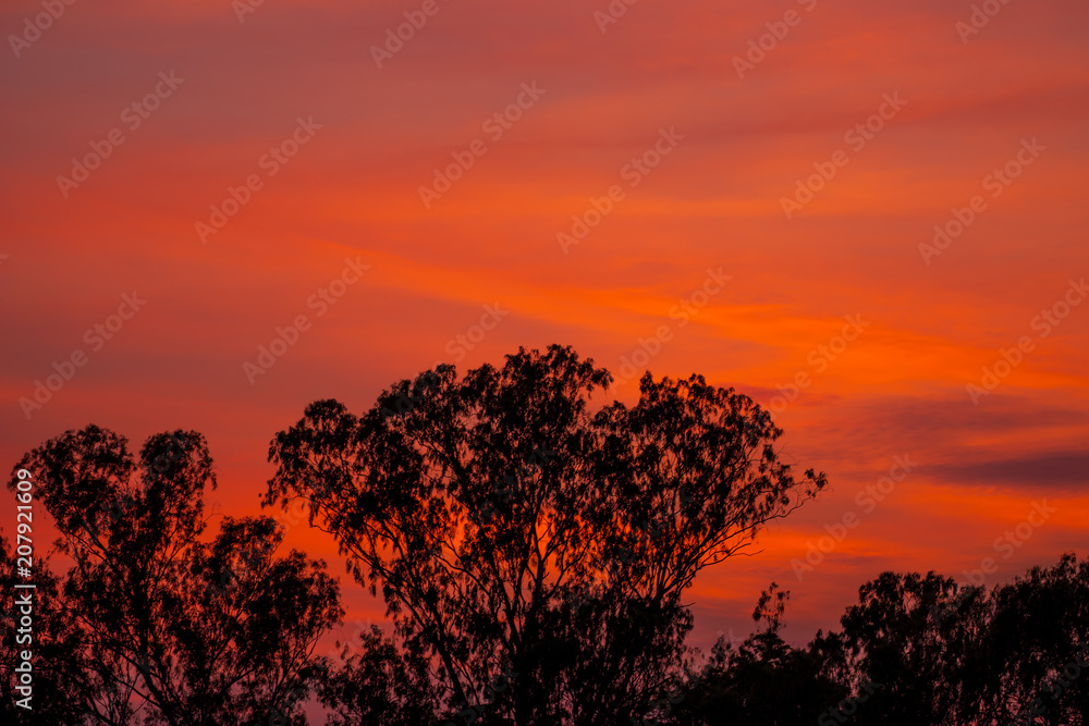 Silhouette of tree with beautiful sunset background