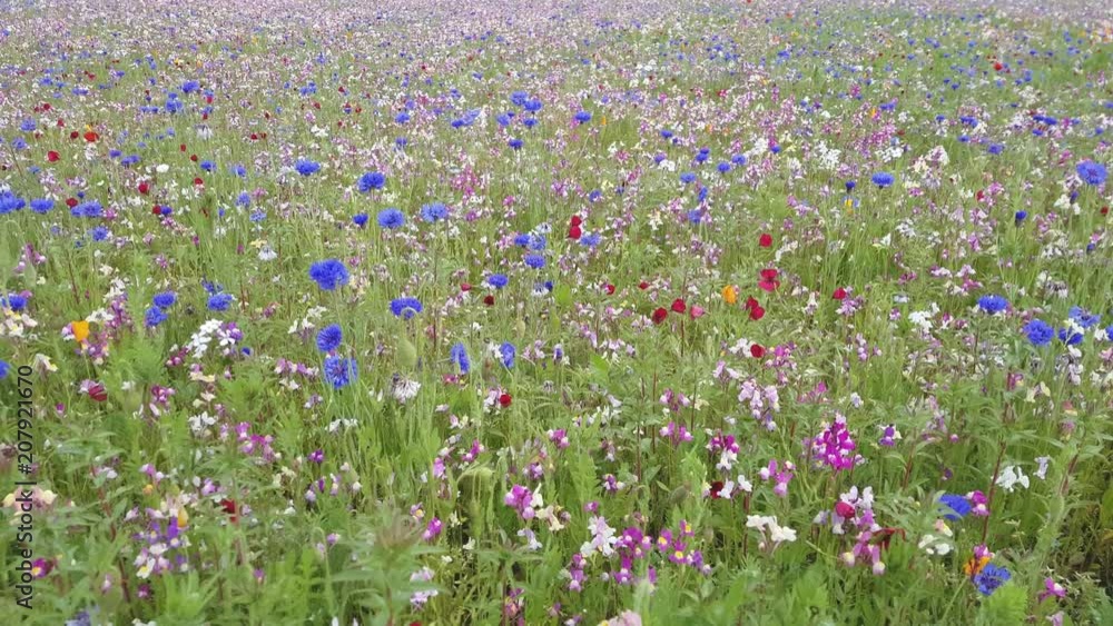 The field is covered with different colors flower . The field is covered with different colors flower .