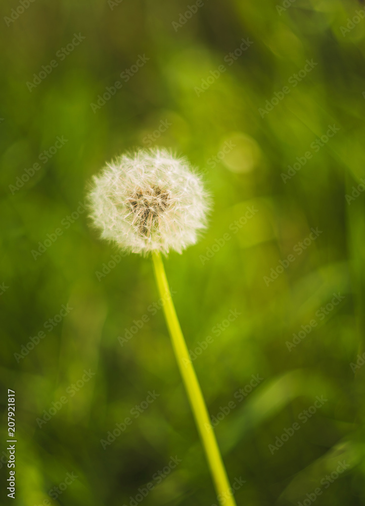 white light dandelion on green background white light dandelion on green background