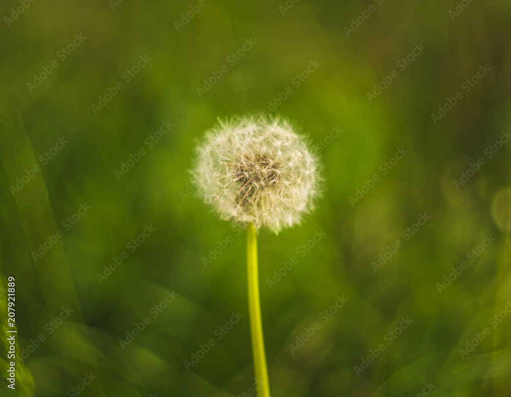 white light dandelion on green background white light dandelion on green background
