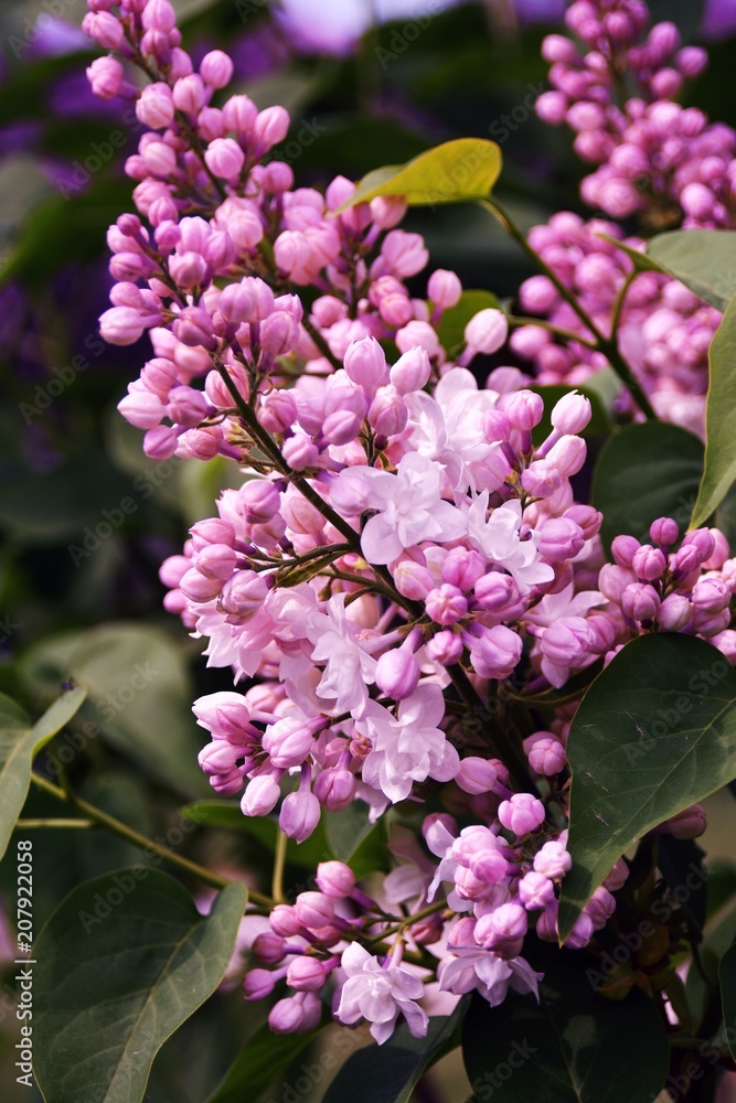 Fototapeta premium Lilacs garden in Moscow. Blooming lilac trees. Color photo.
