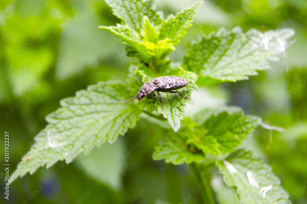 Gray beetle Gray beetle