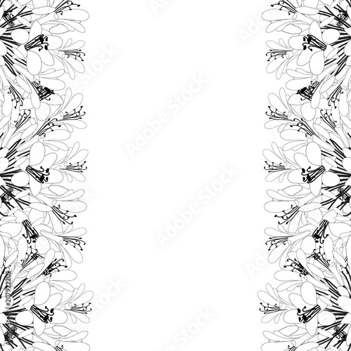 Fototapeta Naklejka Na Ścianę i Meble -  Agapanthus Outline Border - Lily of the Nile, African Lily