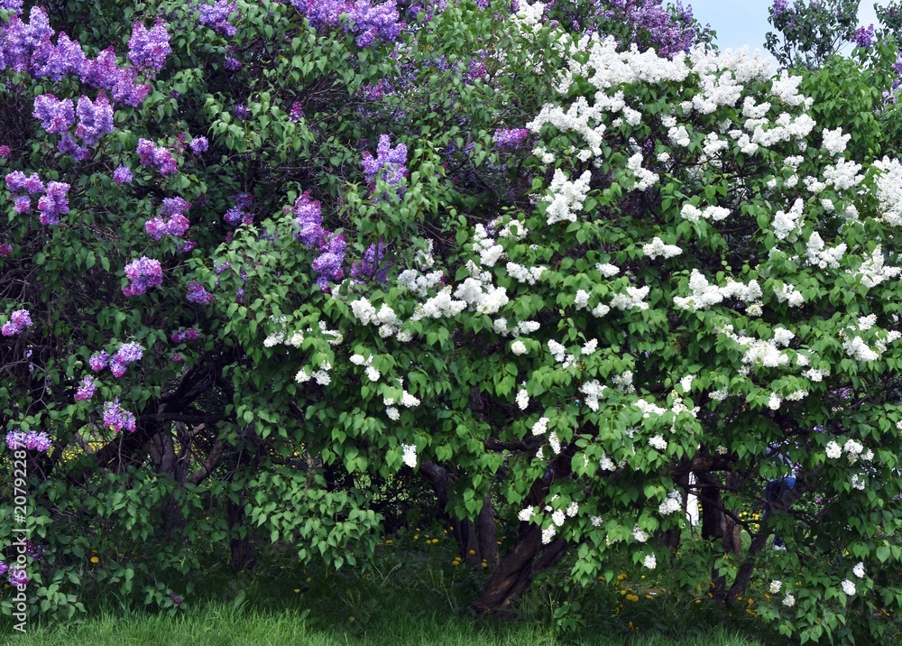 Lilacs garden in Moscow. Blooming lilac trees. Color photo.