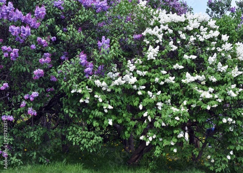 Lilacs garden in Moscow. Blooming lilac trees. Color photo.