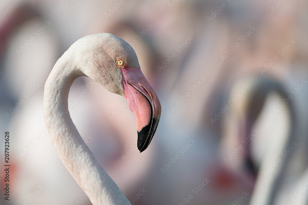 Fototapeta premium Flamingos