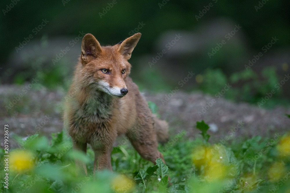 Fuchs Fuchs