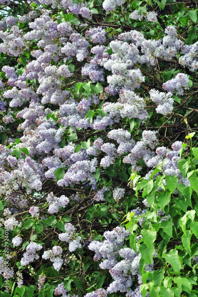 Lilacs garden in Moscow. Blooming lilac trees. Color photo. Lilacs garden in Moscow. Blooming lilac trees. Color photo.