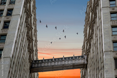 birds flying in the shape of v above the bridge between buildings   photo