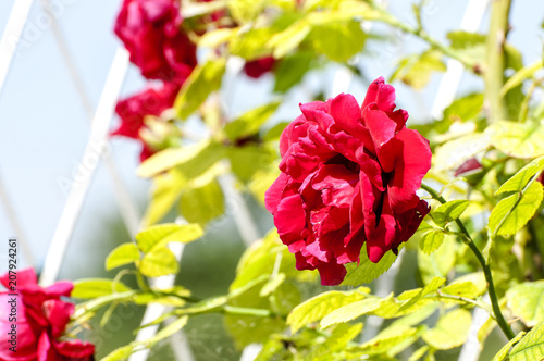 Red rosses in nature