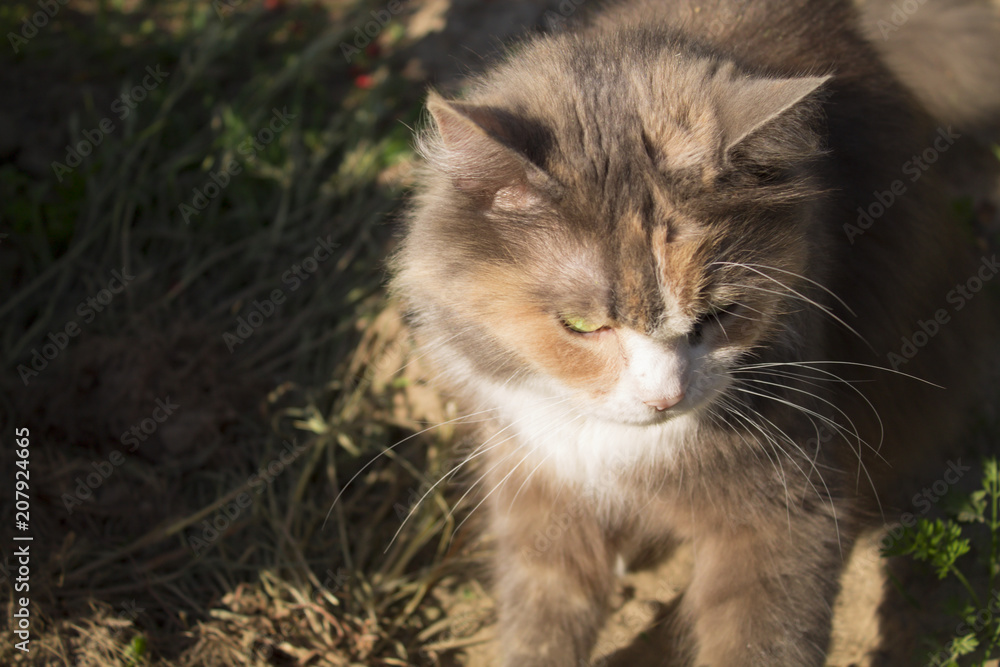 house cat walks on the street