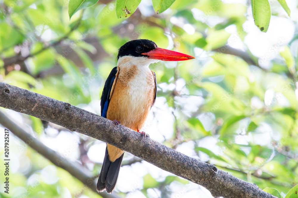 black-capped kingfisher is a tree kingfisher which is widely distributed in tropical Asia. black-capped kingfisher is a tree kingfisher which is widely distributed in tropical Asia.