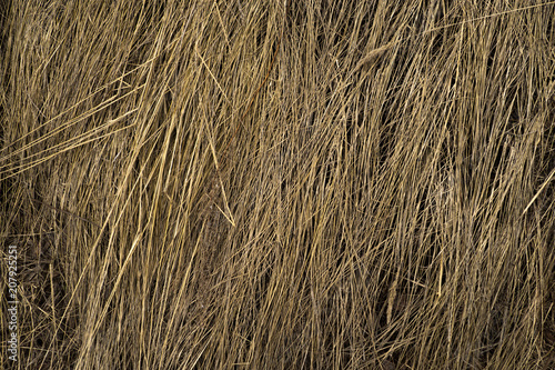 Hay seamless background