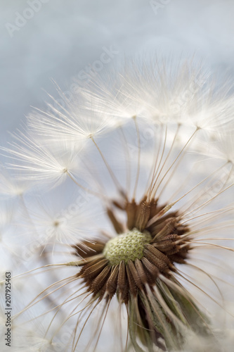 Fluffy dandelion © spanikratov