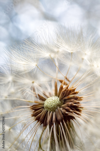 Fluffy dandelion