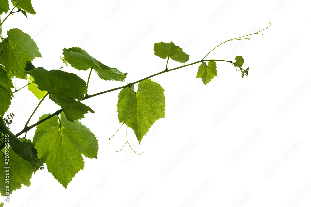 The texture of the grape vine with grapes ovary isolated on a white background. The texture of the grape vine with grapes ovary isolated on a white background.