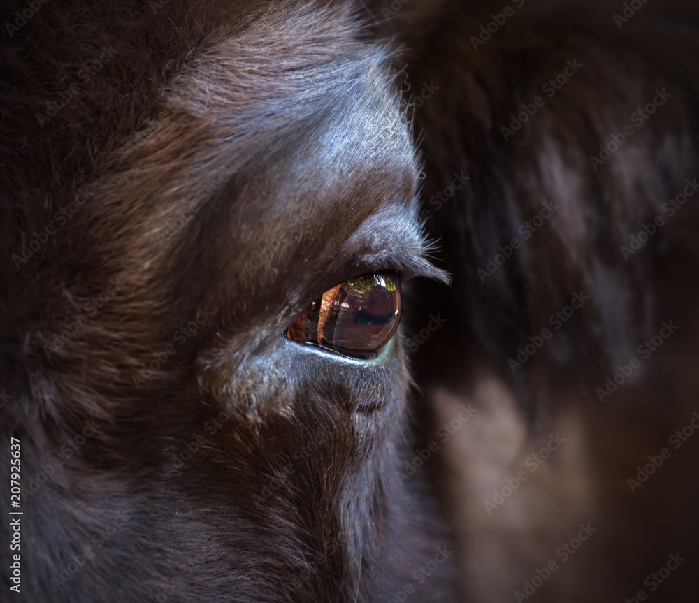 Eye of a bison close-up. The largest terrestrial animal in North America and Europe.