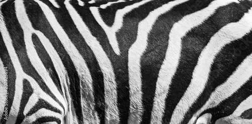 Natural texture of the zebra skin. Natural black and white striped background.