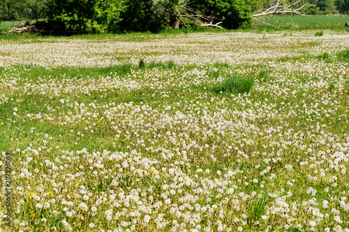 Fototapeta Naklejka Na Ścianę i Meble -  verblühte Löwenzahnwiese