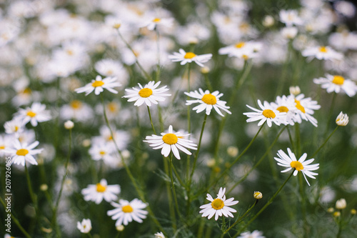 Flowering. Blurred background image of Flowering chamomile. Blooming chamomile field, flowers on a meadow in summer, Selective focus